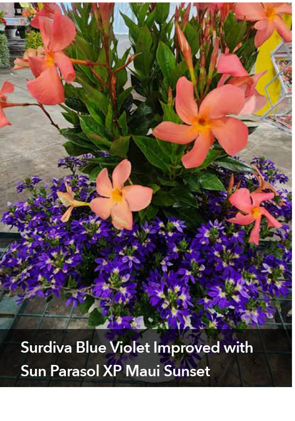 Surdiva Blue Violet Improved with Sun Parasol XP Maui Sunset