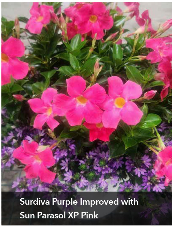 Surdiva Purple Improved with Sun Parasol XP Pink