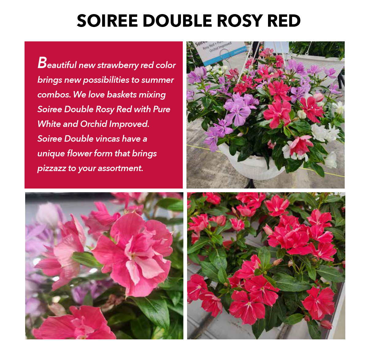 SOIREE® DOUBLE Rosy Red