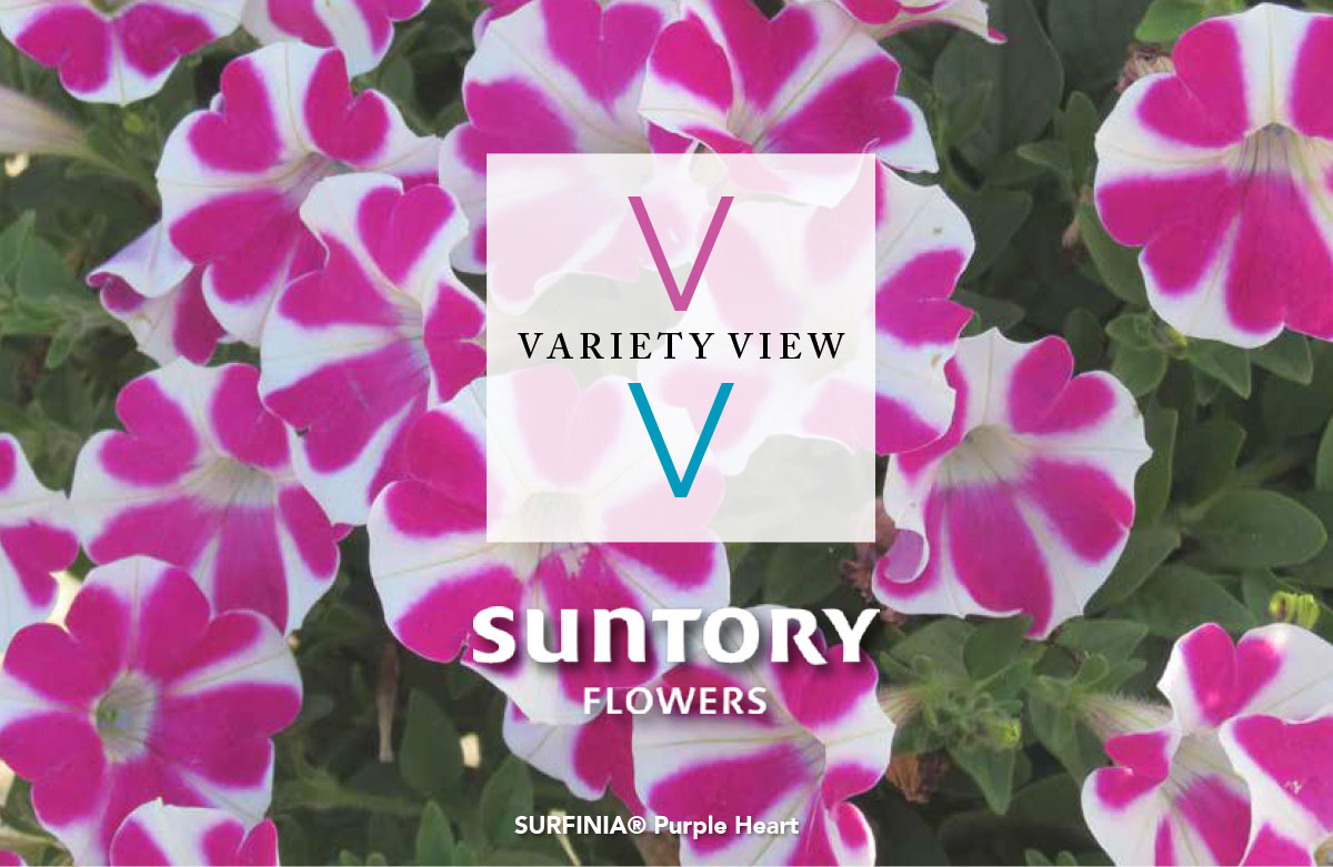 SURFINIA® Purple Heart