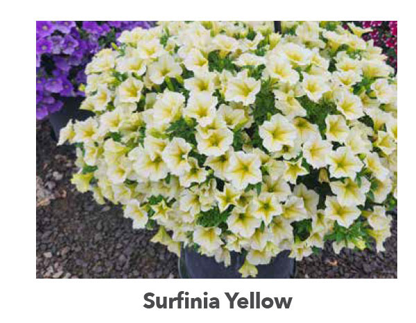 SURFINIA® Yellow