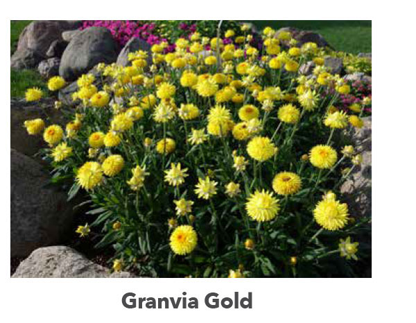 GRANVIA Gold