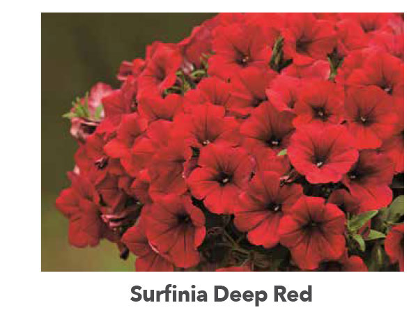 SURFINIA® Deep Red