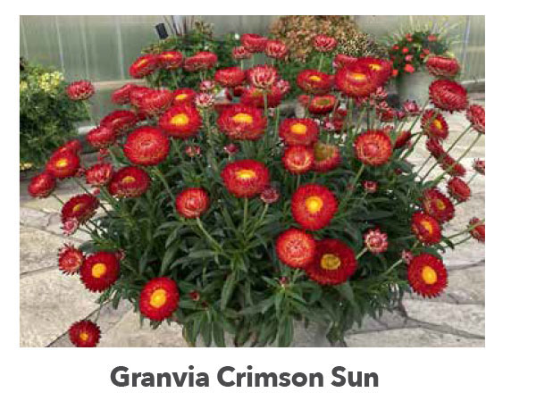 GRANVIA Crimson Sun