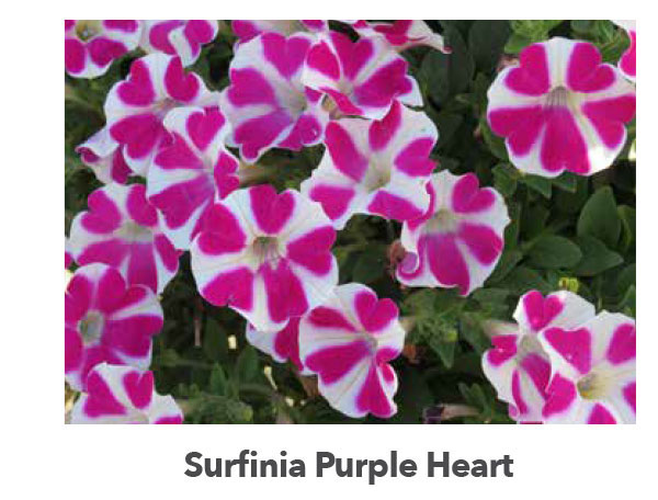 SURFINIA® Purple Heart 