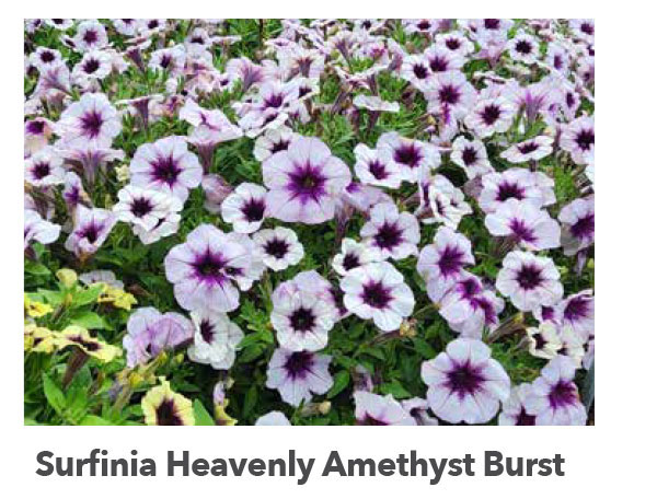 SURFINIA® Heavenly Amethyst Burst