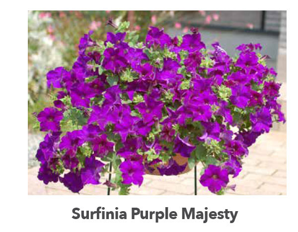 SURFINIA® Purple Majesty®