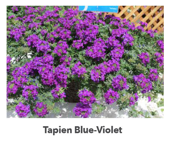 TAPIEN® Blue-Violet Improved