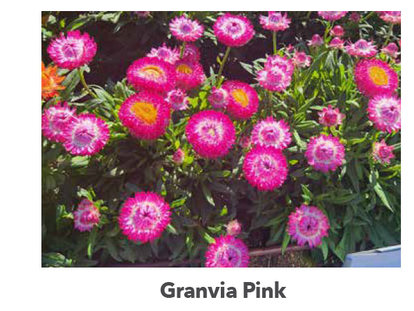 GRANVIA Pink