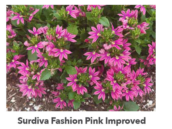 SURDIVA® Fashion Pink Improved