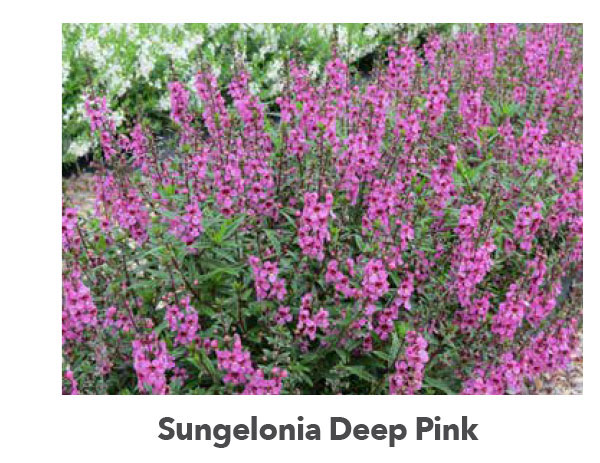 SUNGELONIA® Deep Pink