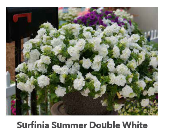SURFINIA® SUMMER DOUBLE™ White