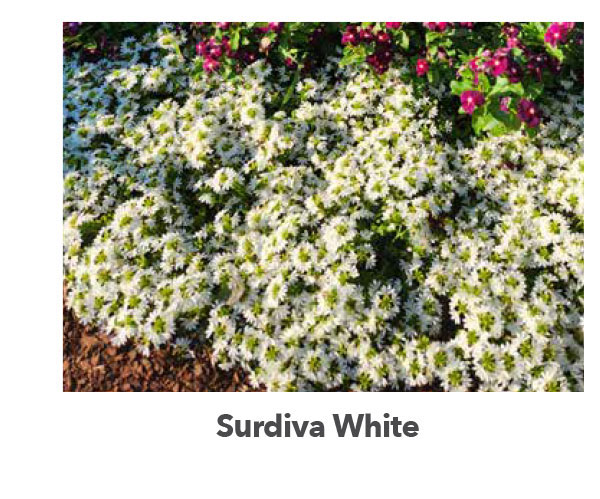 SURDIVA® White Improved