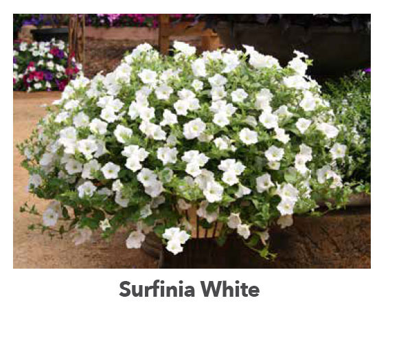 SURFINIA® White Improved