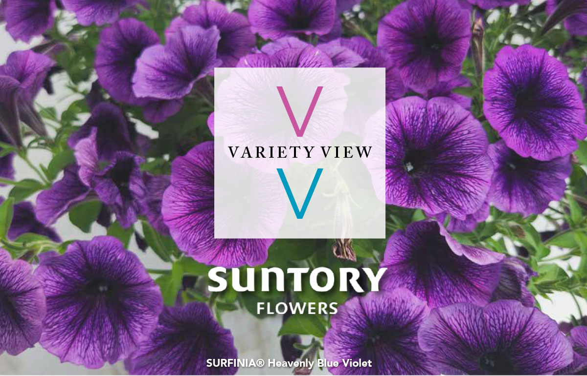 Surfinia Heavenly Blue Violet
