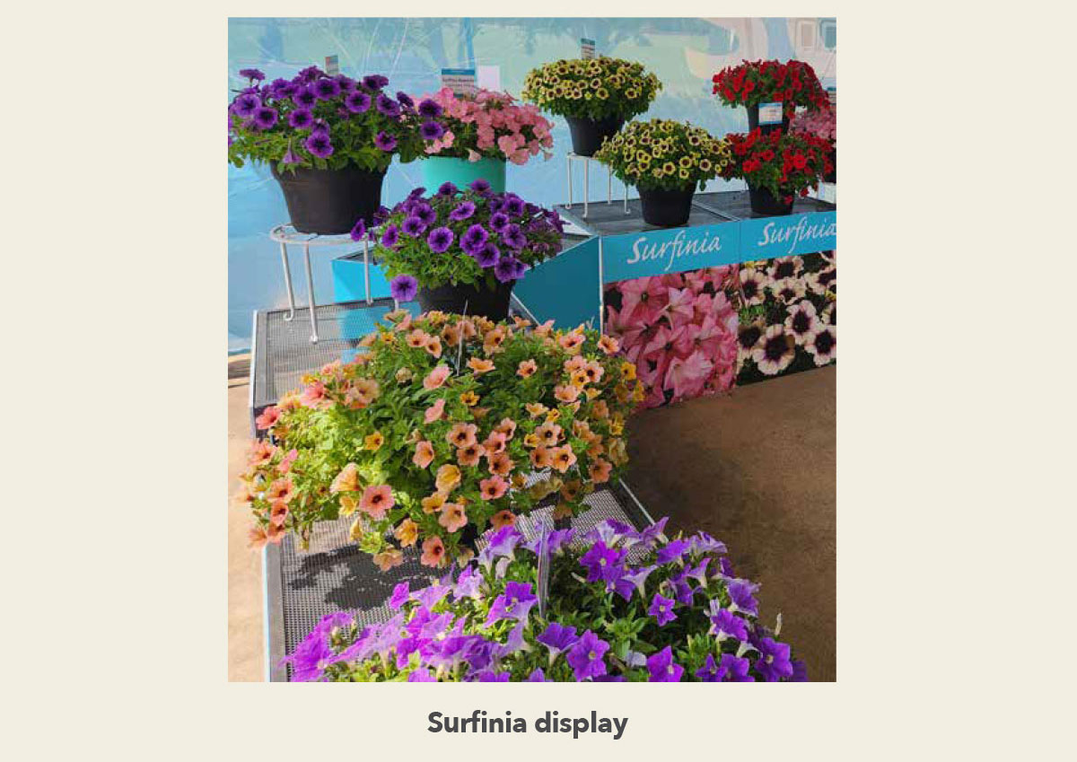Surfinia Display