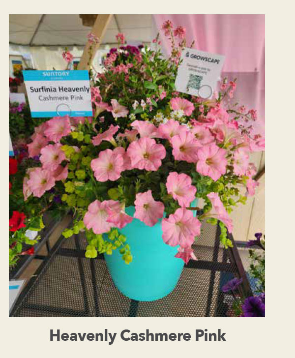 Heavenly Cashmere Pink