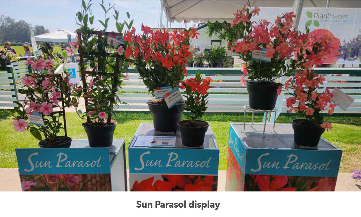 Sun Parasol display