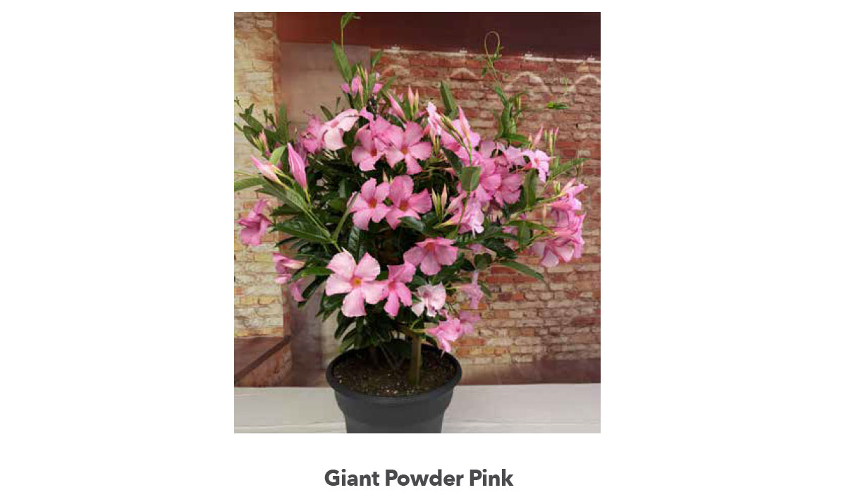 Giant Powder Pink