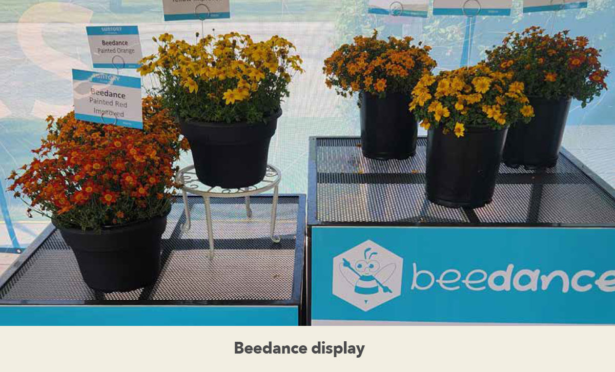 Beedance display