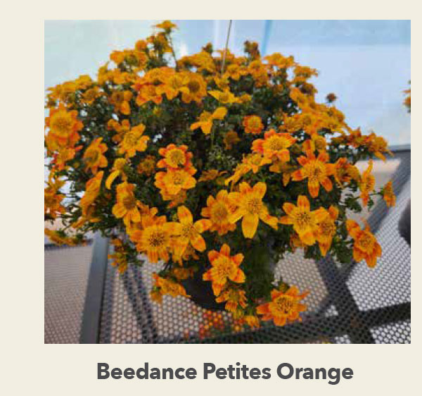 Beedance Petites Orange