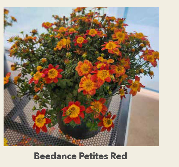 Beedance Petites Red