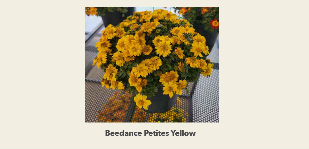 Beedance Petites Yellow