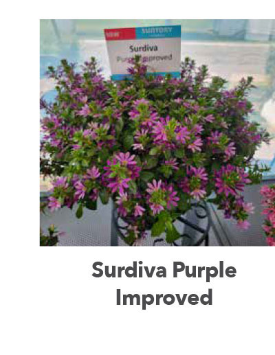 Surdiva Purple Improved