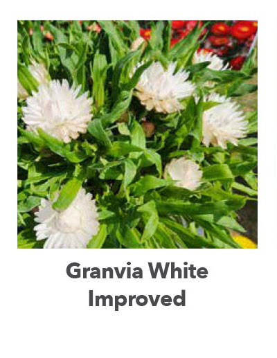 Granvia White Improved