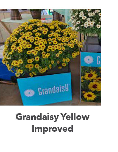 Grandaisy Yellow Improved
