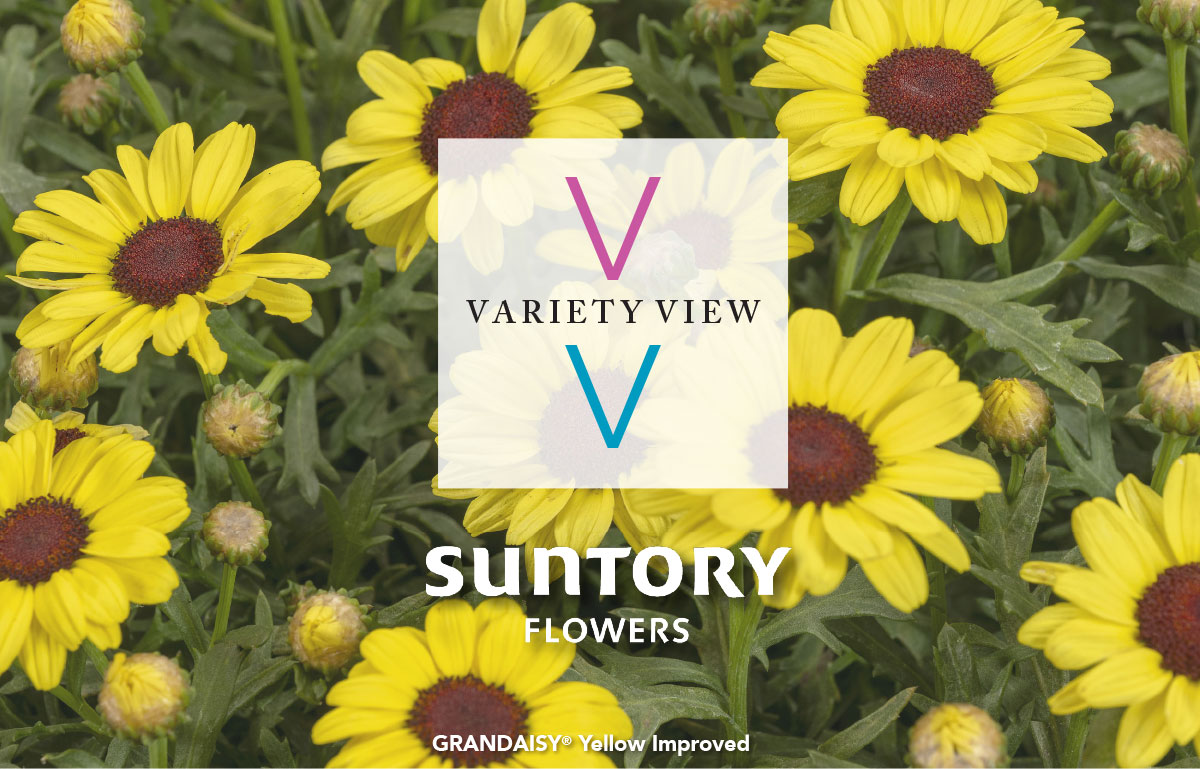 GRANDAISY® Yellow Improved