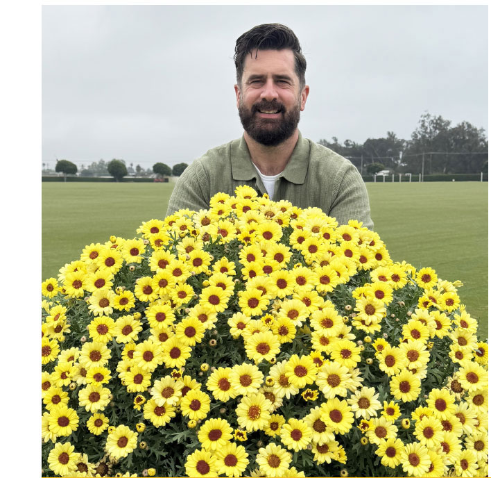 GRANDAISY® Yellow Improved