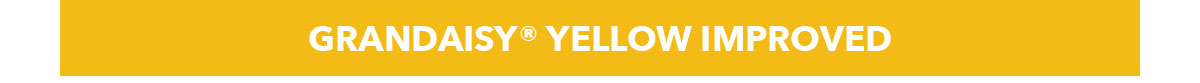 GRANDAISY® Yellow Improved