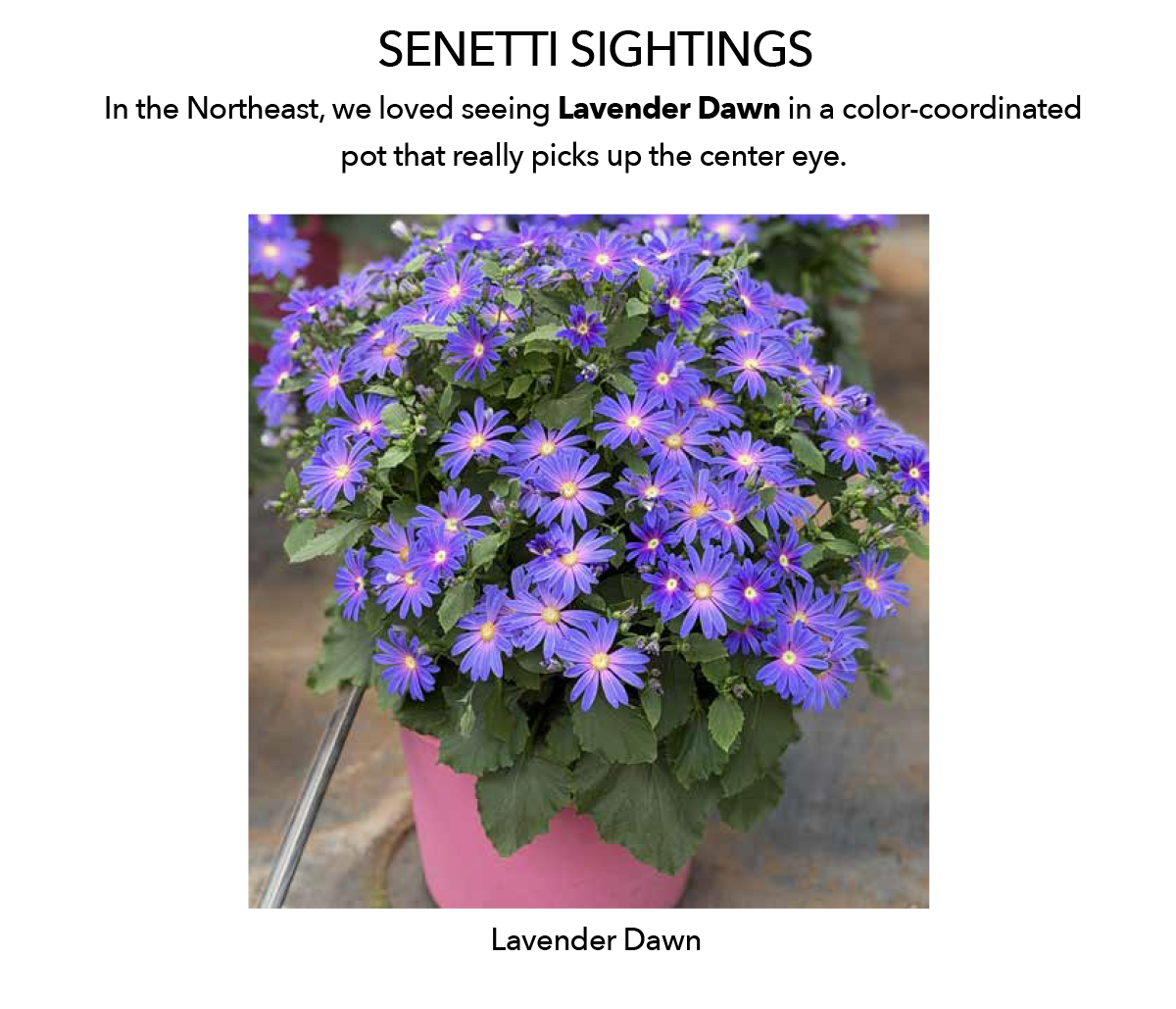SENETTI® Lavender Dawn