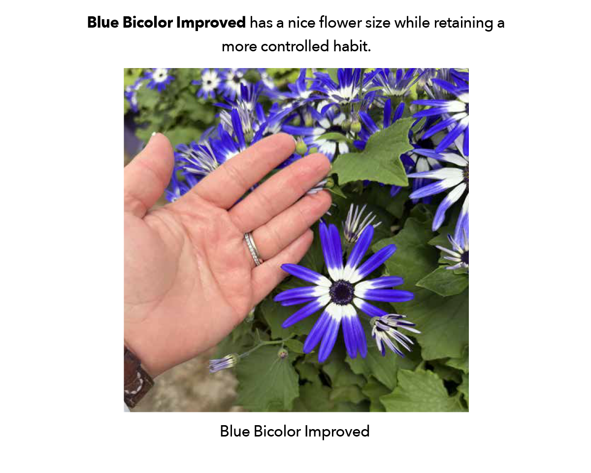 SENETTI® Blue Bicolor Improved