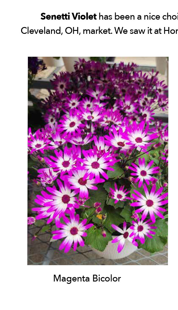 SENETTI® Magenta Bicolor