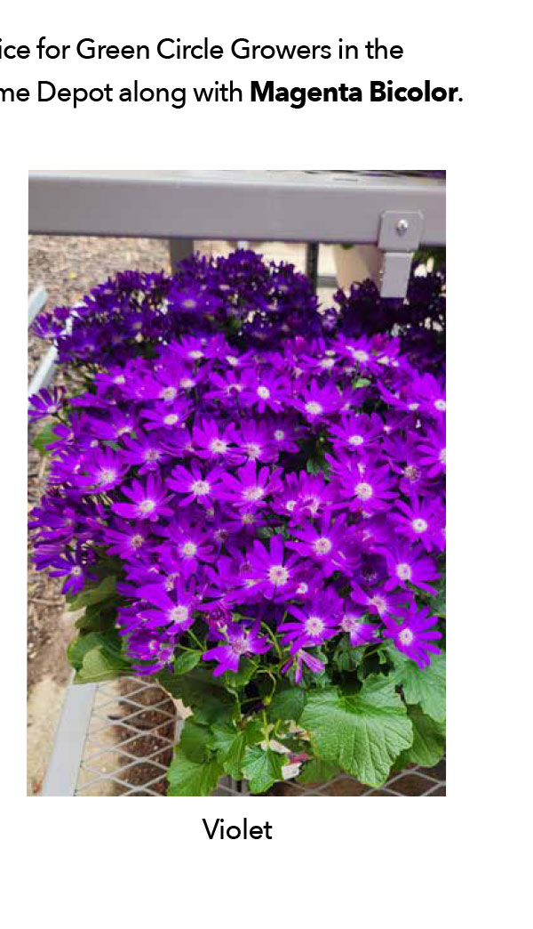 SENETTI® Violet