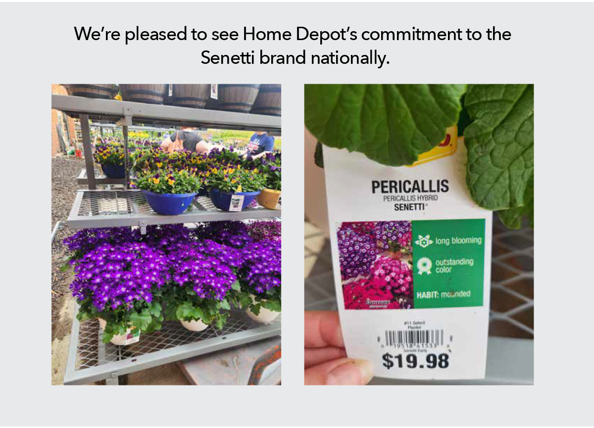 Senetti