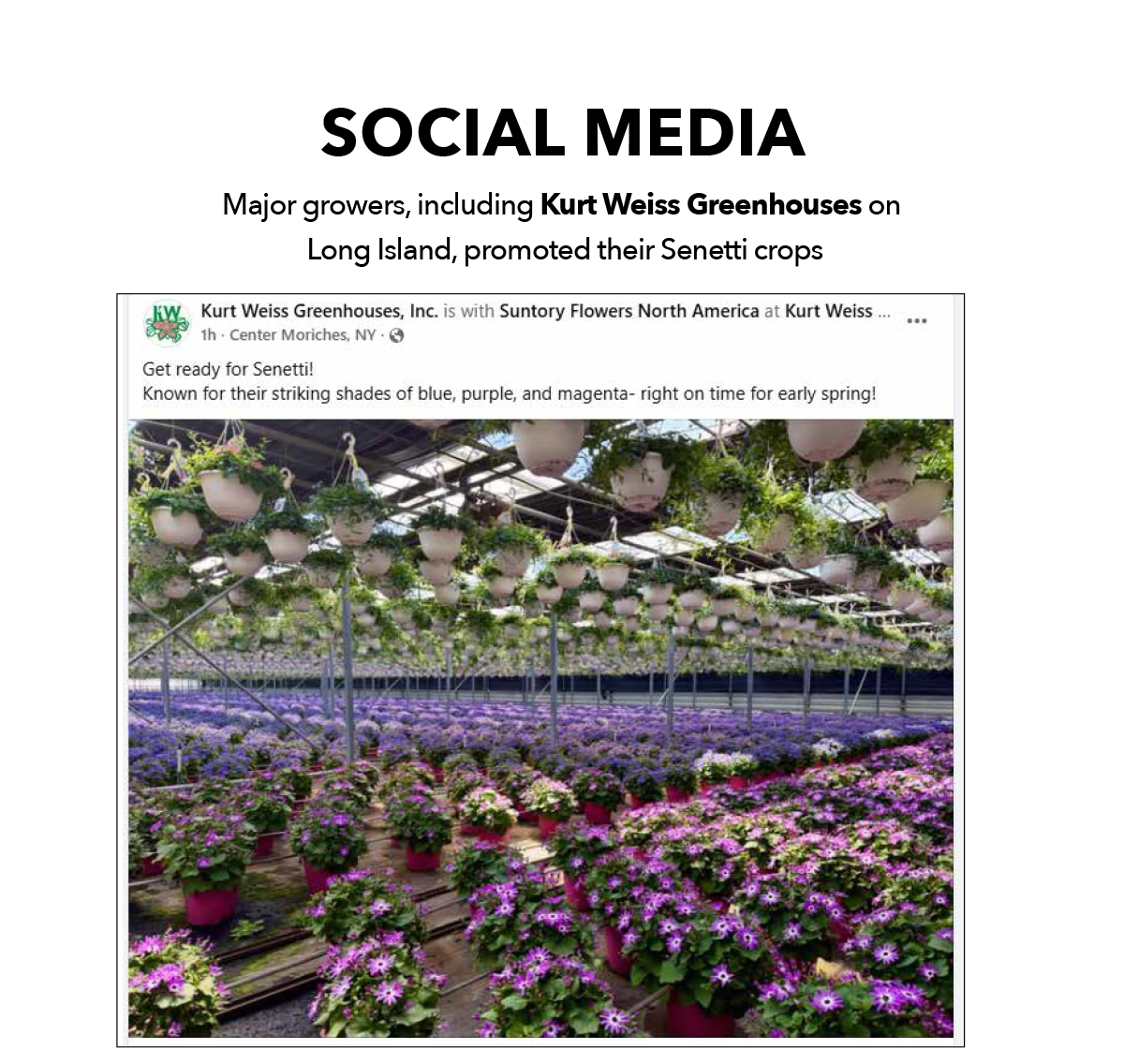 Kurt Weiss Greenhouses, Long Island