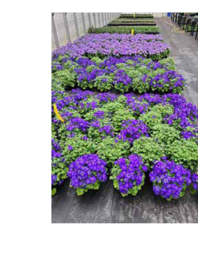 SENETTI® Blue Halo