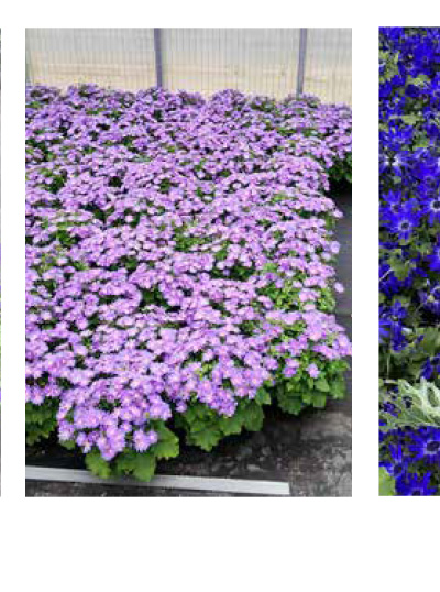SENETTI® Lavender Dawn