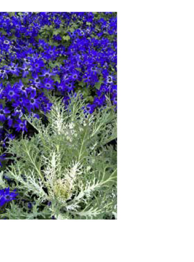 Blue Halo with flowering kale