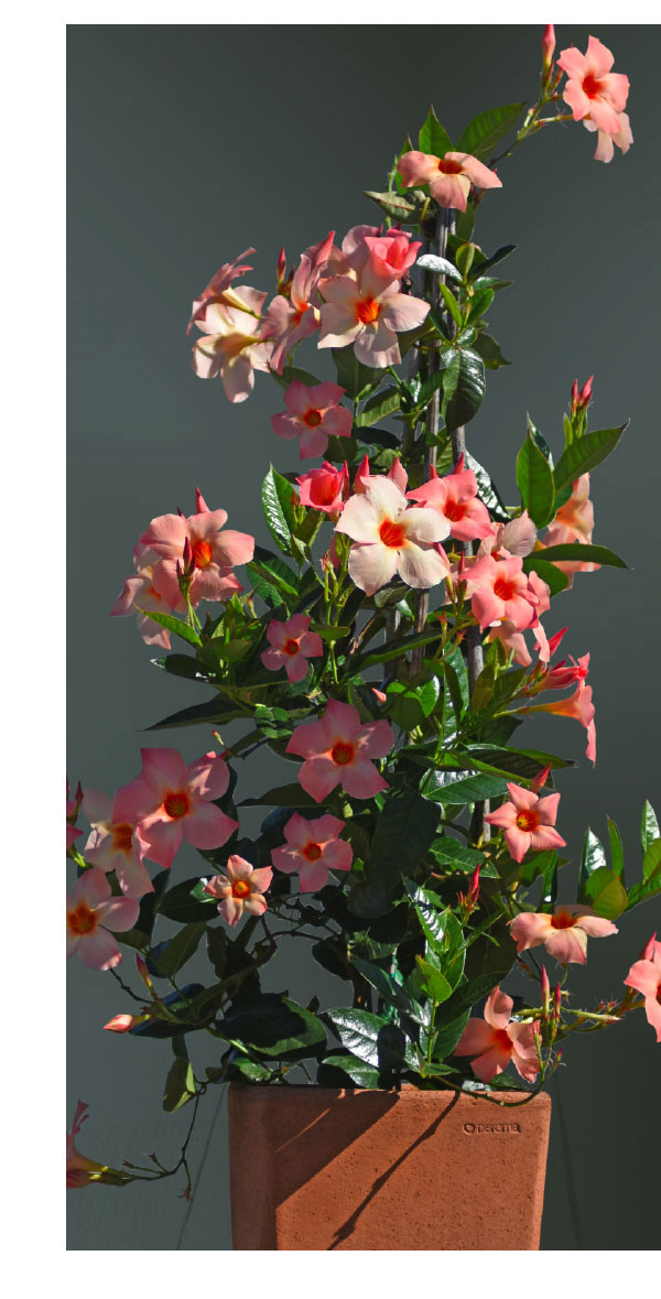 Sun Parasol® Giant Peach Sunrise
