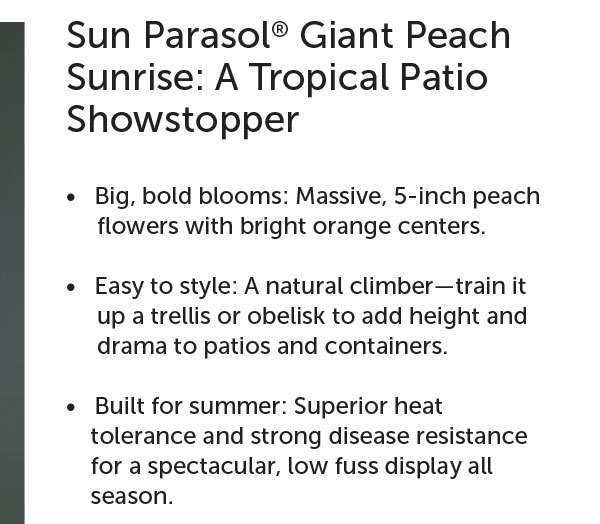 Sun Parasol® Giant Peach Sunrise