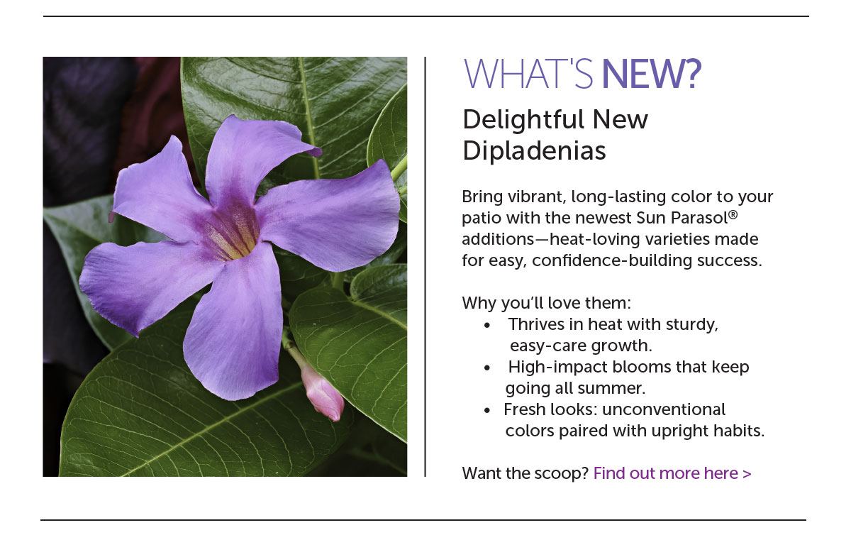 Delightful New Dipladenias