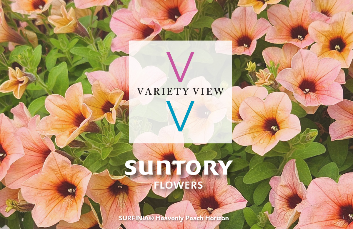 SURFINIA® Heavenly Peach Horizon