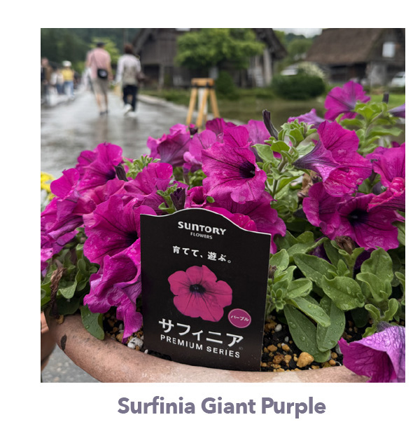 SURFINIA® Giant Purple