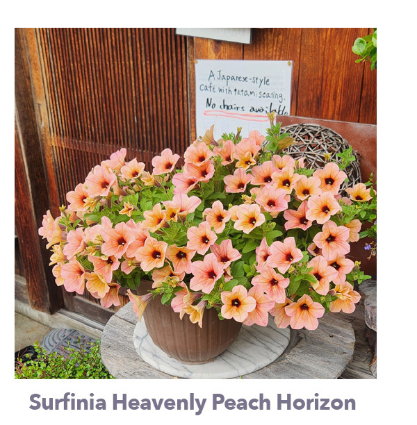 SURFINIA® Heavenly Peach Horizon 