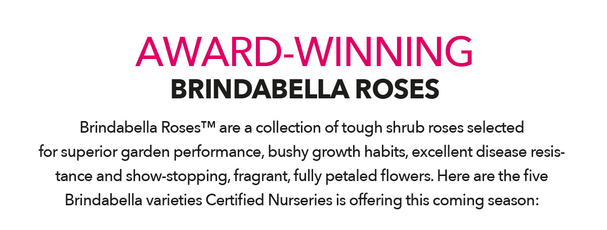 BRINDABELLA ROSES
