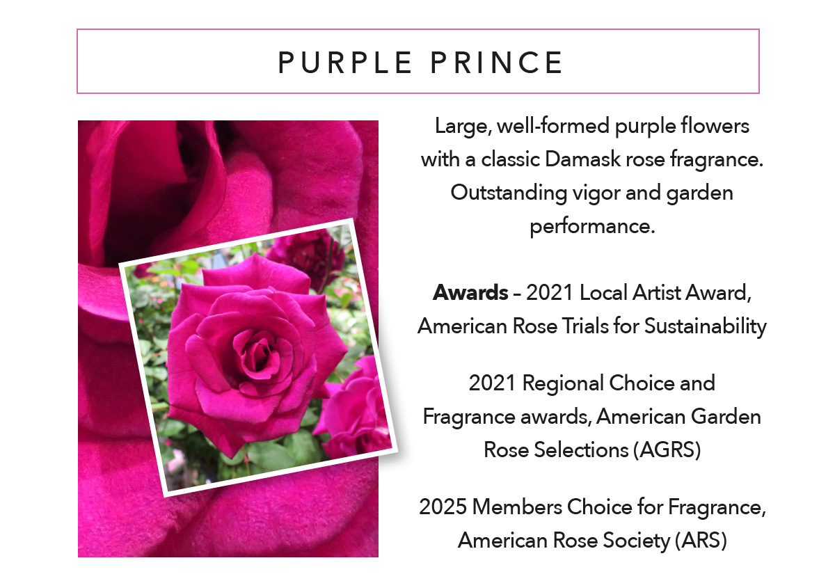 BRINDABELLA ROSES Purple Prince